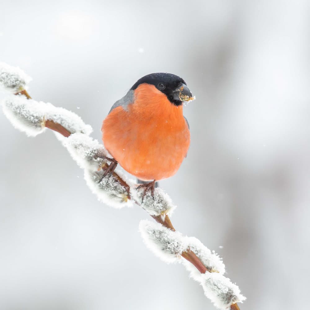 Red Bullfinch In Snow by Annie Keizer — canvas wall art