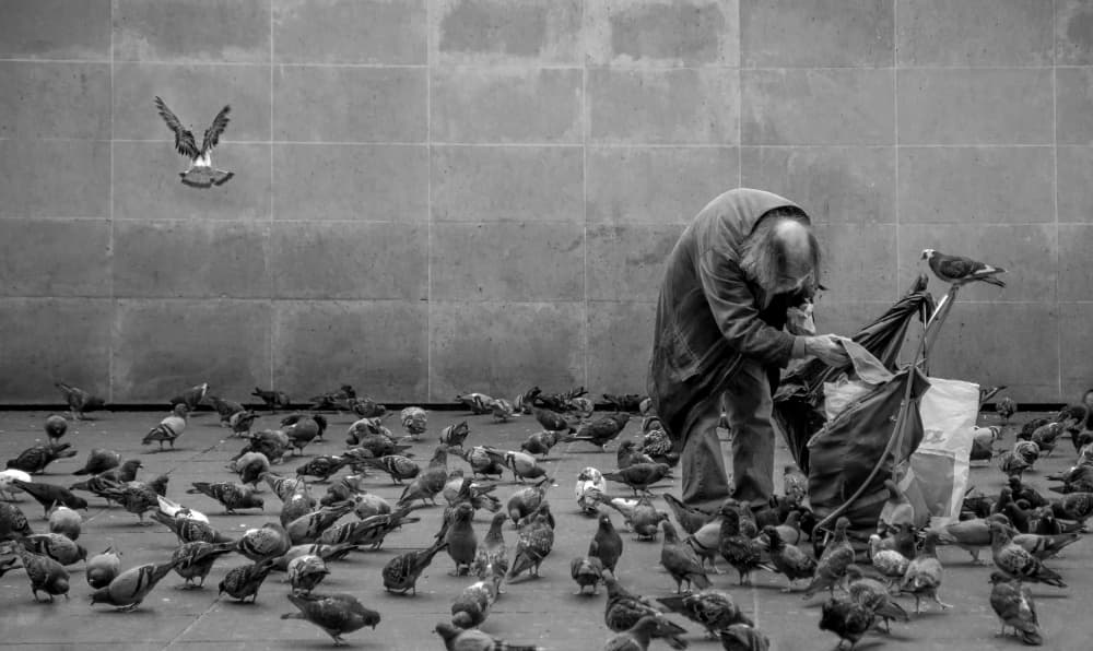 Urban Pigeon Feeder by Gilbert Claes — canvas wall art