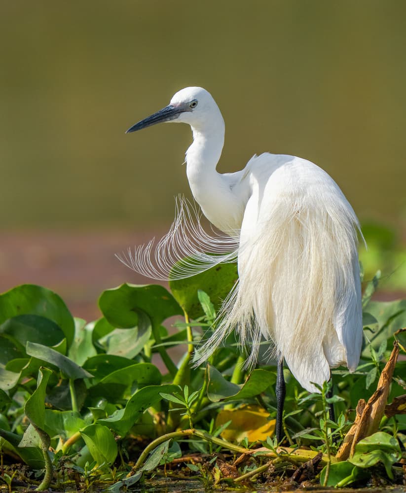 Elegant White Egret by Rajat Dhesi — canvas wall art