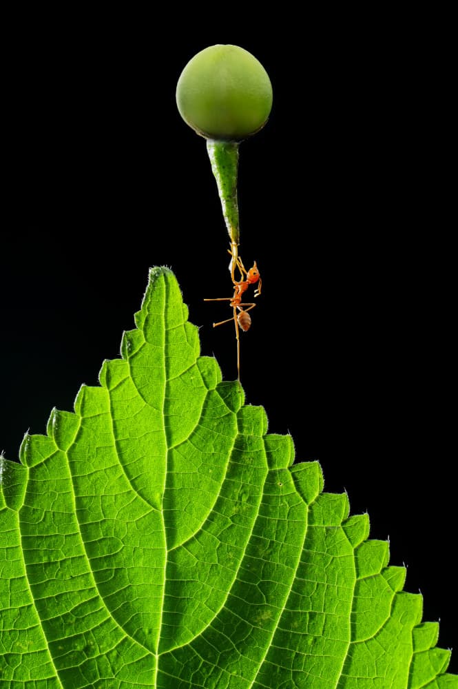 Ant Carrying Green Berry by Edy Pamungkas — canvas wall art