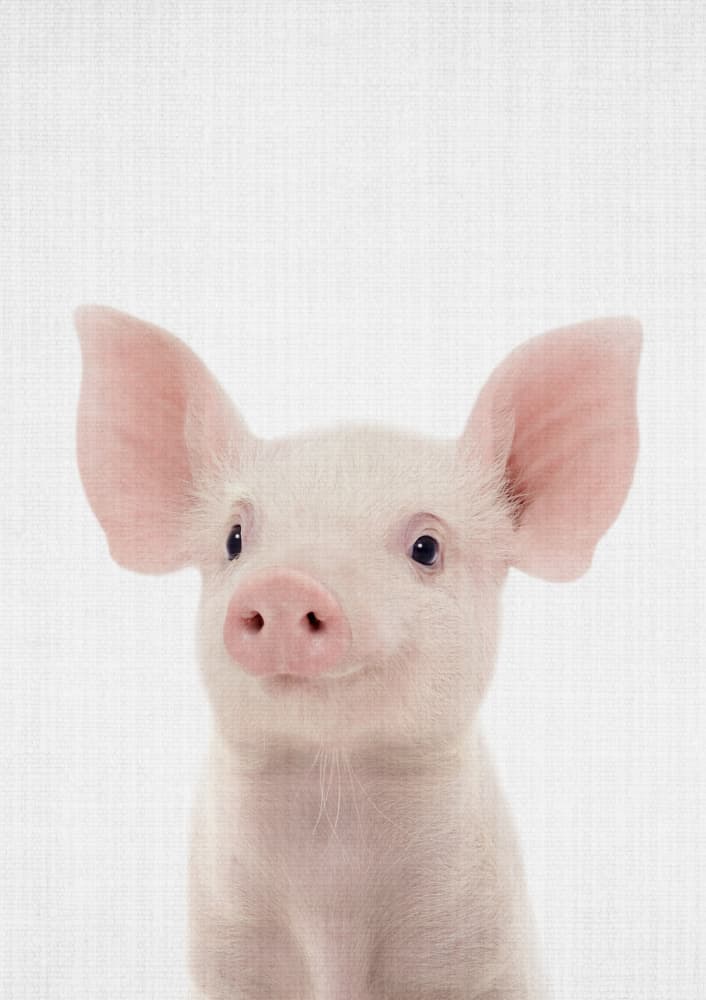 Sweet Baby Pig by Lila & Lola — canvas wall art