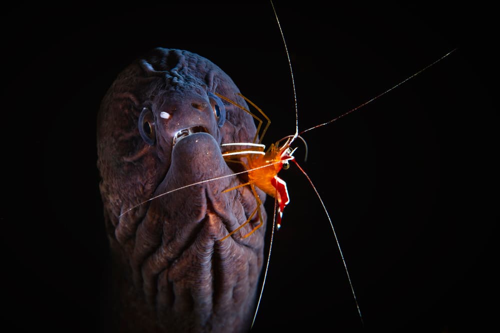 Moray Eel Cleaner Shrimp by Barathieu Gabriel — canvas wall art