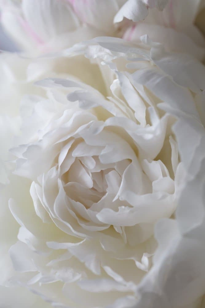 Soft White Peony by Pictufy Studio III — canvas wall art