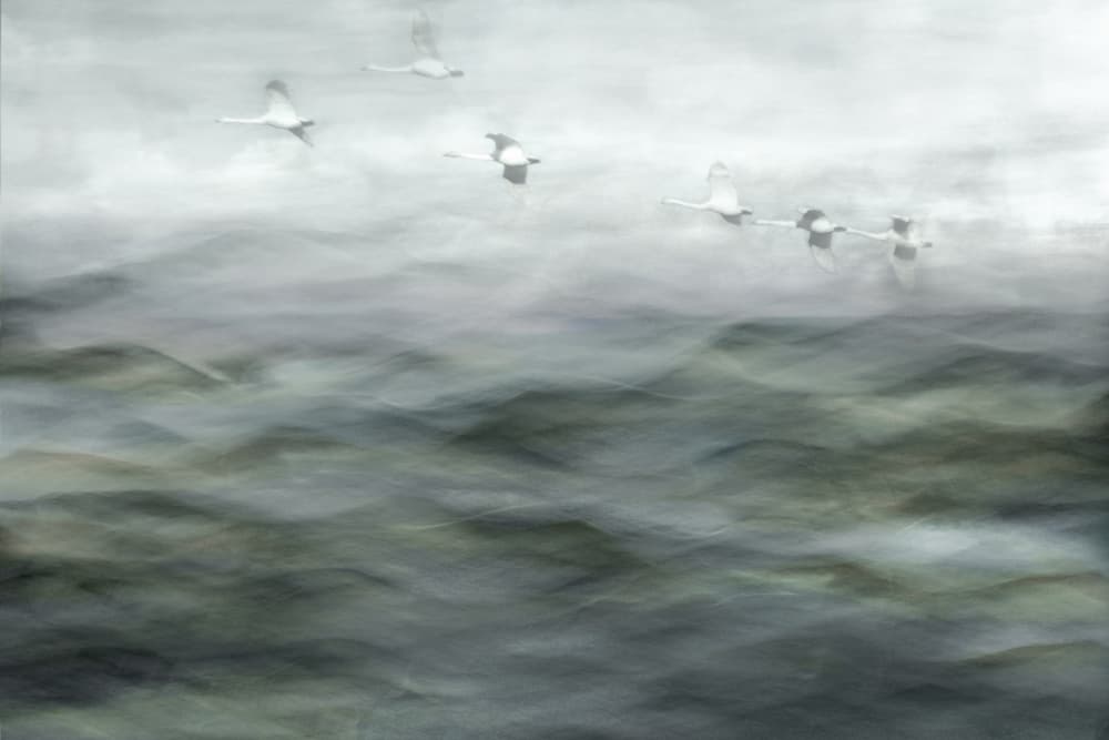 Swans Over Misty Water by Christina Sillen — canvas wall art