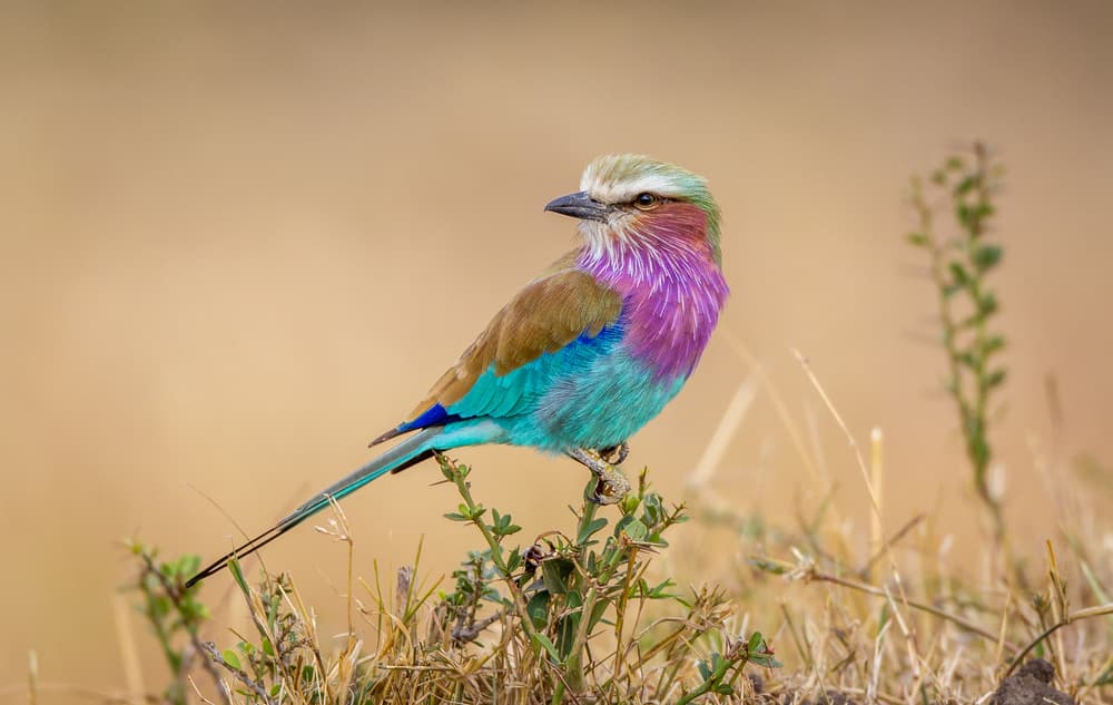 Vibrant Lilac Roller by Jeffrey C. Sink — canvas wall art