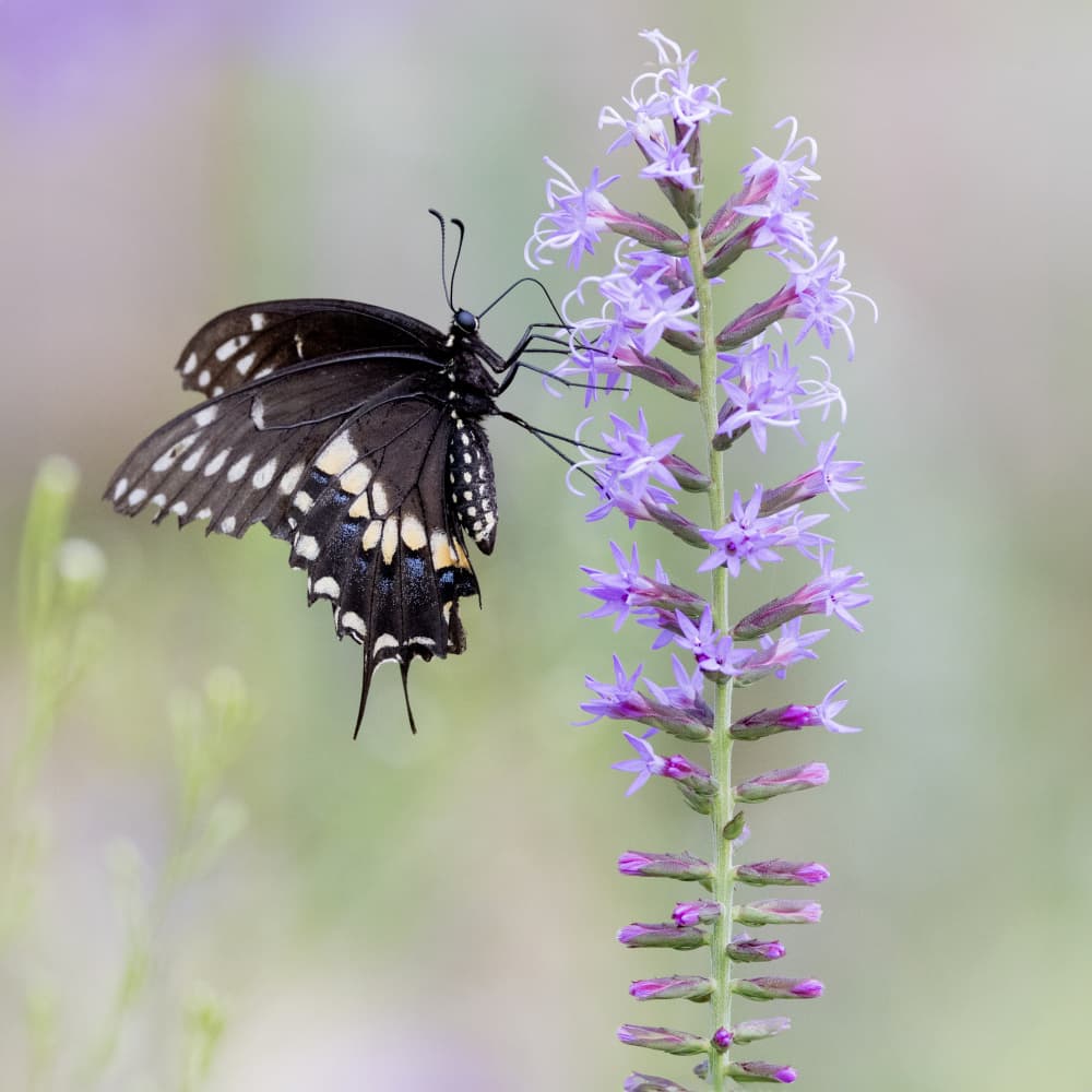 Black Butterfly Lavender by Linda D Lester — canvas wall art