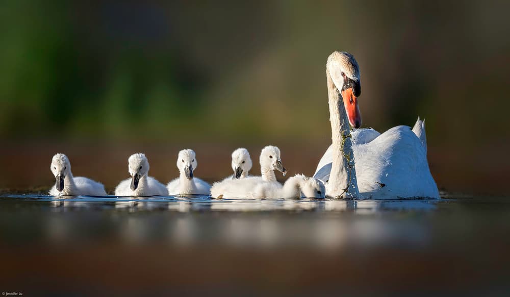 Swan Family Serenity by Jennifer Lu — canvas wall art