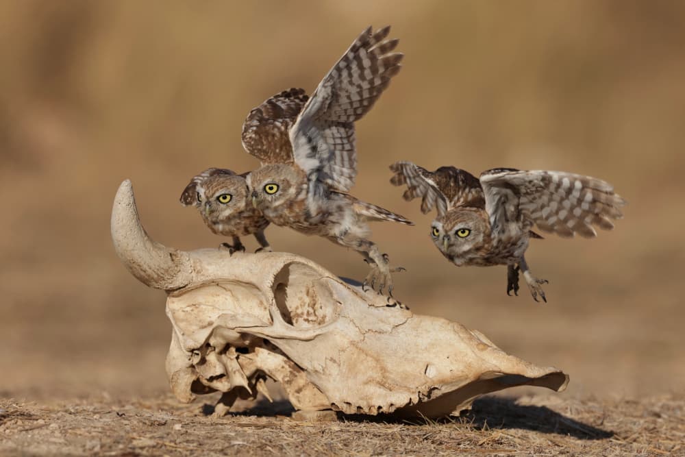 Little Owls Take Flight by David Manusevich — canvas wall art