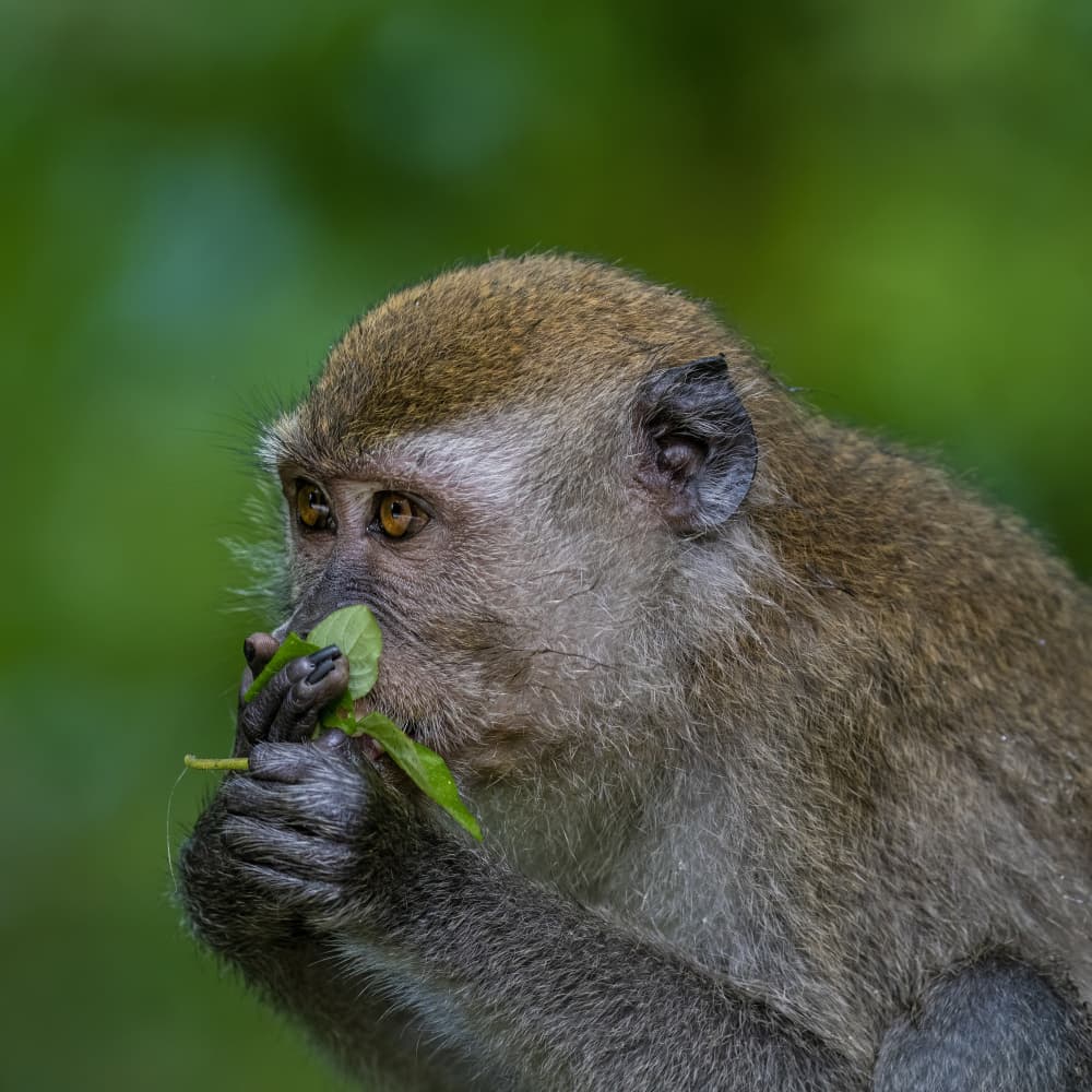 Monkey Eating Leaf by TWEE LIANG WONG — canvas wall art