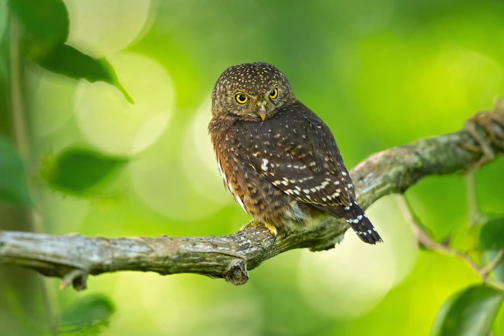 Little Forest Owl by Milan Zygmunt — canvas wall art