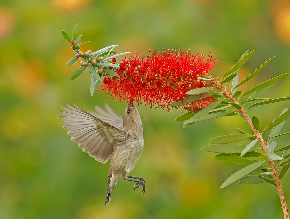 Bird Feeding Red Bloom by Shlomo Waldmann — canvas wall art