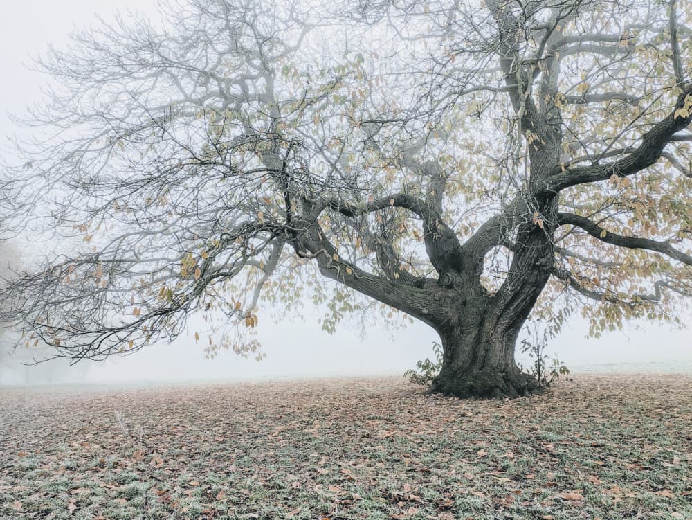 Tranquil Foggy Tree by Elizabeth Allen — canvas wall art