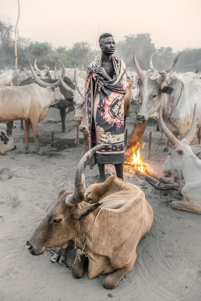 Tribal Herder Evening by Trevor Cole — canvas wall art