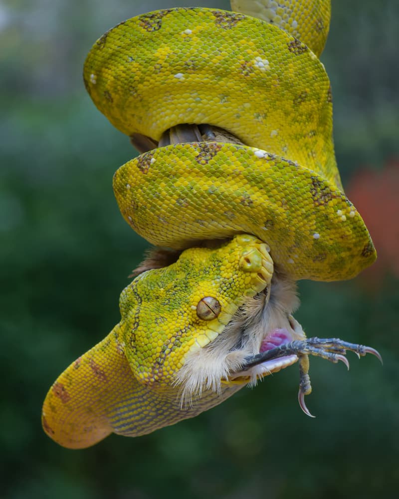 Green Python's Wild Feast by Ajar Setiadi — canvas wall art