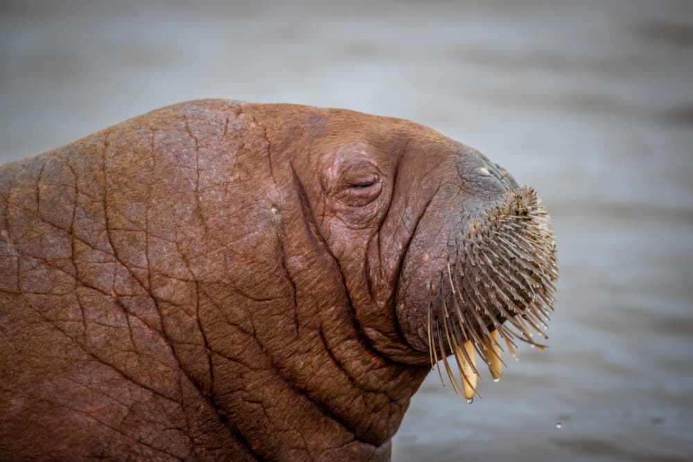 Sleepy Walrus Portrait by Jørgen Sørensen — canvas wall art