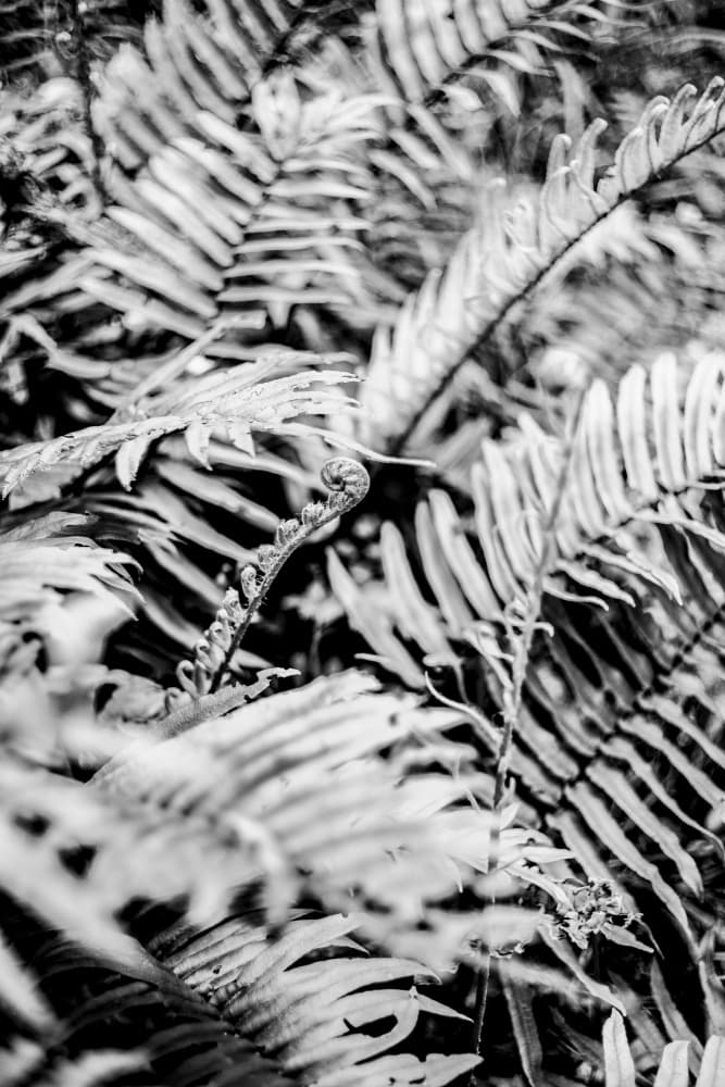 Whispering Ferns by Shot by Clint — canvas wall art