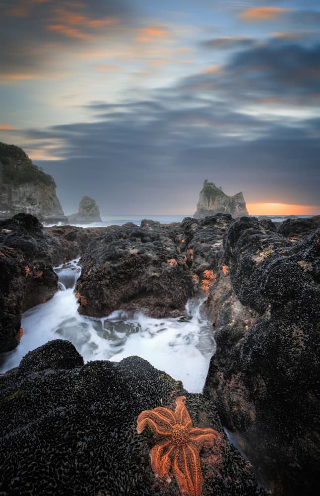 Twilight Starfish Seascape by YANGYING — canvas wall art