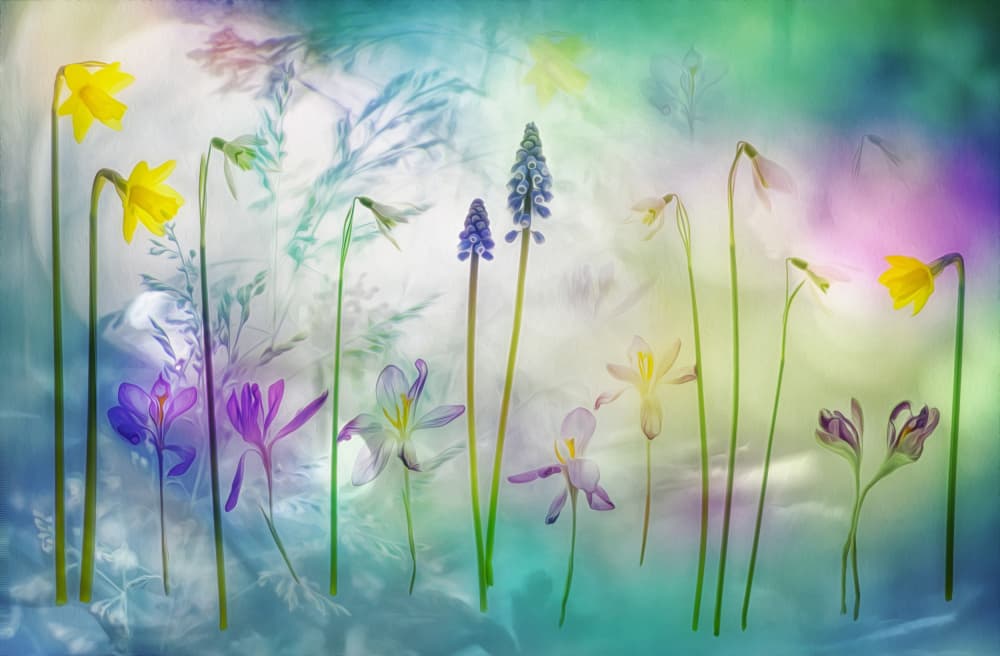 Vibrant Spring Medley by Hilda van der Lee — canvas wall art