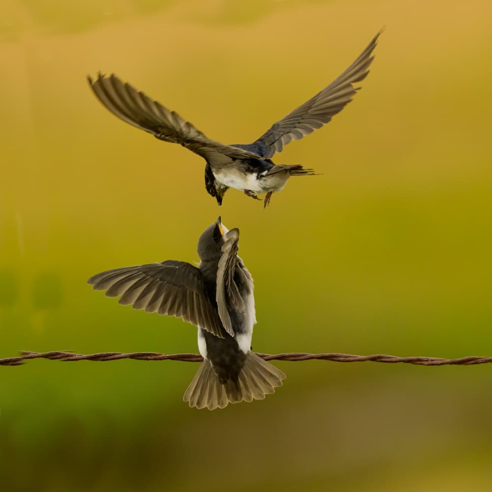 Feeding Swallows by Moses Wang — canvas wall art