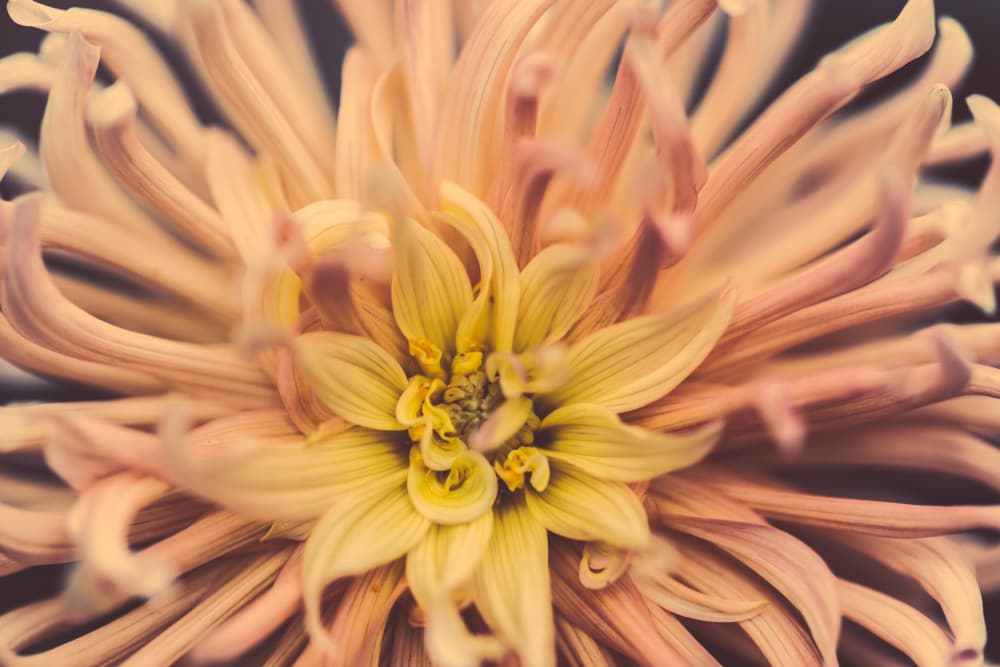 Delicate Peach Bloom by Javier Pardina — canvas wall art