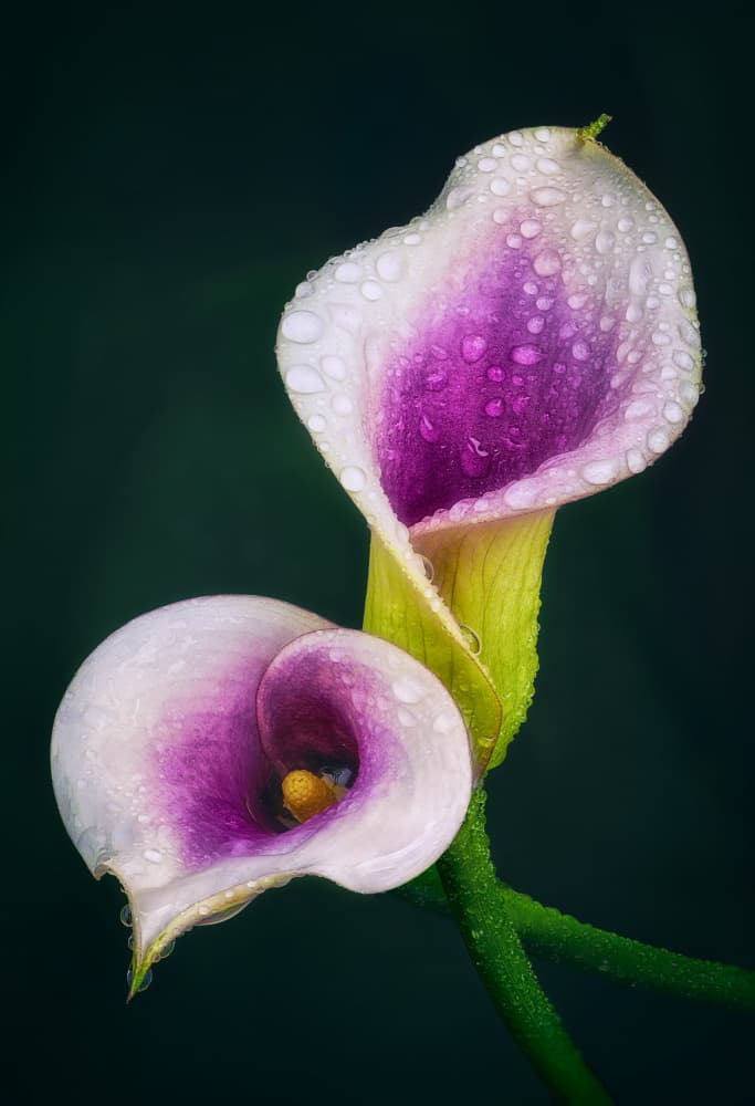 Vibrant Dewy Calla Lilies by Ben.C.L — canvas wall art