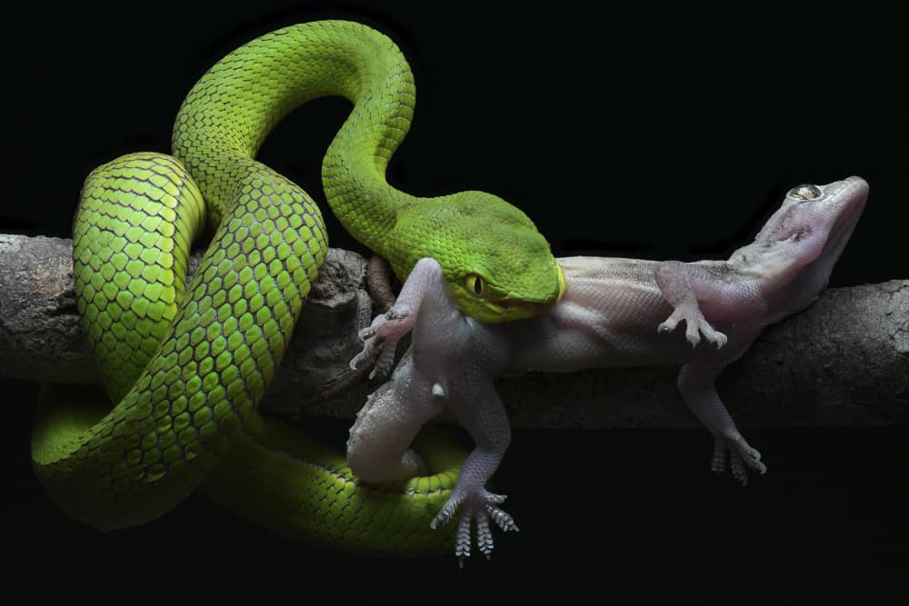 Green Viper Eating Lizard by Phat Dao Tan — canvas wall art
