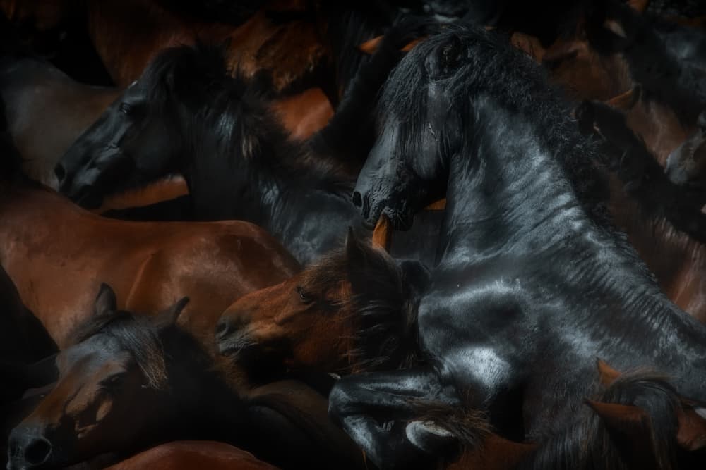 Dynamic Horse Herd by Santiago Pascual Buye — canvas wall art