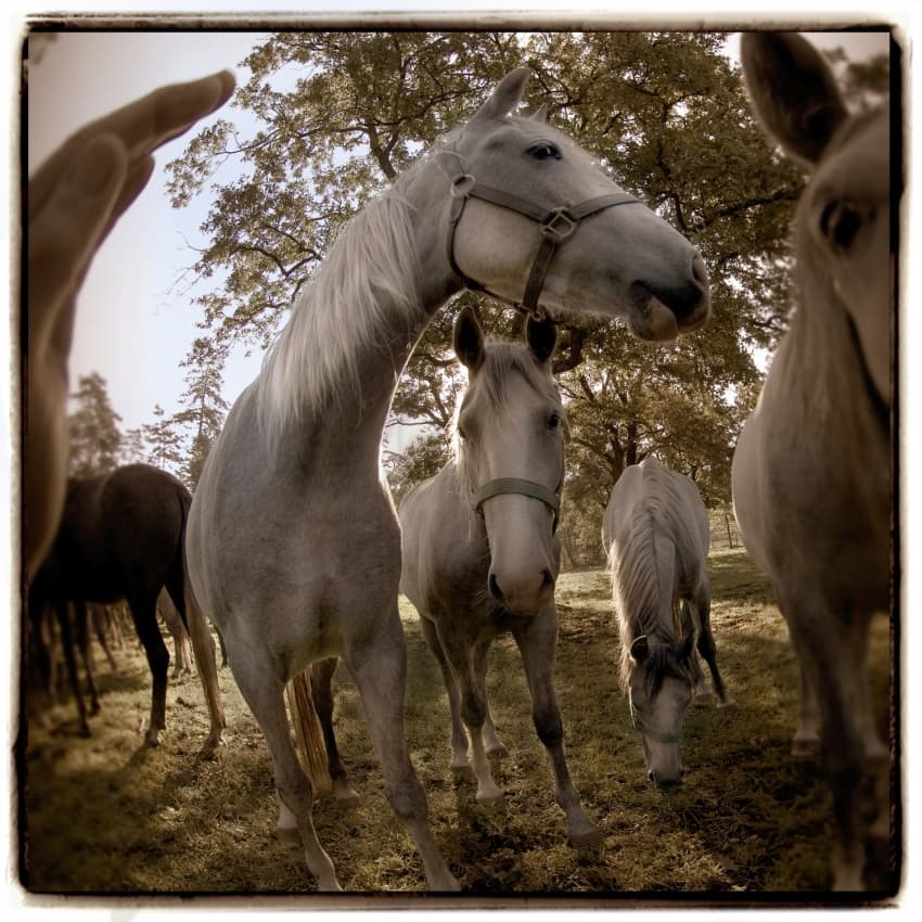 Gentle Horse Encounter by Milan Malovrh — canvas wall art