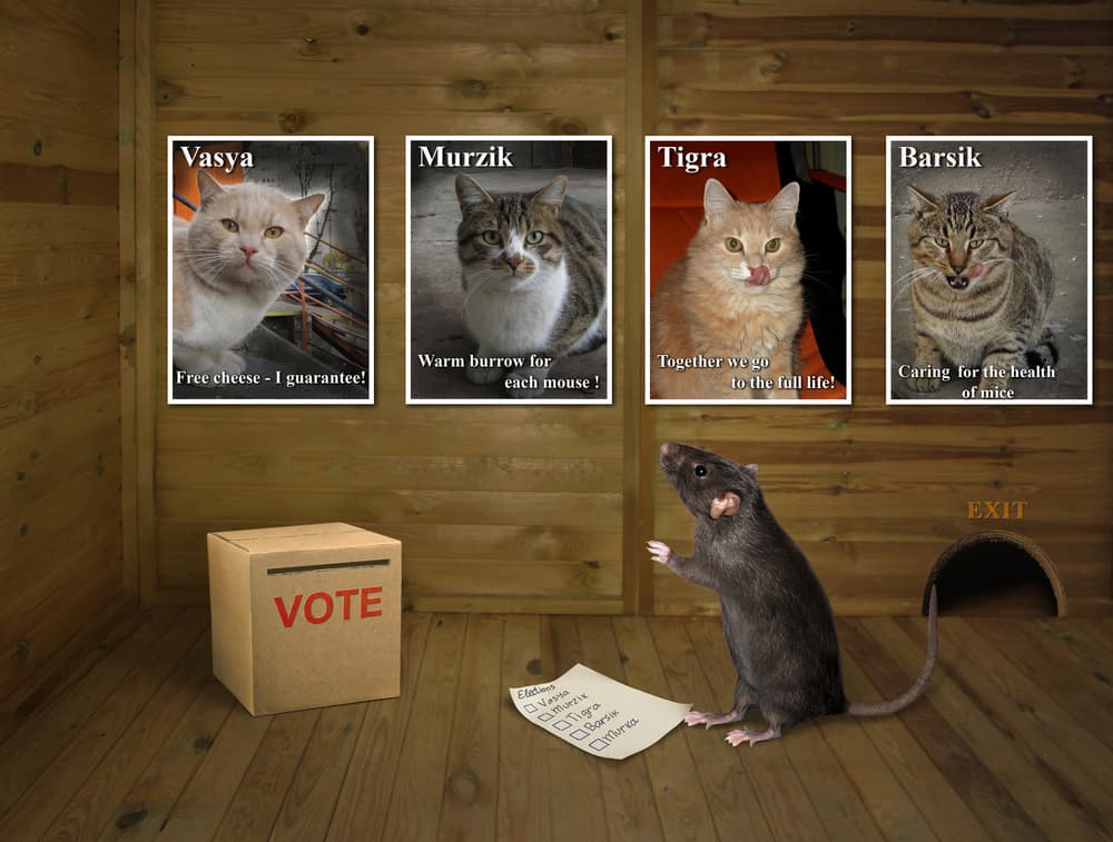 Funny Animal Election by Iryna Kuznetsova (Iridi) — canvas wall art