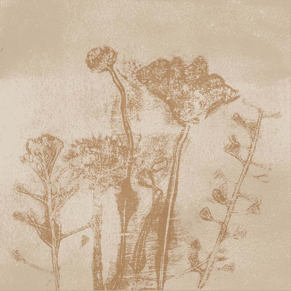 Delicate Sepia Botanicals by Dina Dankers — canvas wall art