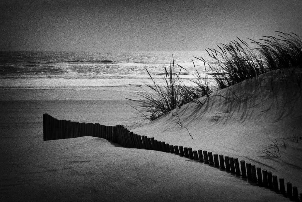 Coastal Dune Solitude by Paulo Abrantes — canvas wall art