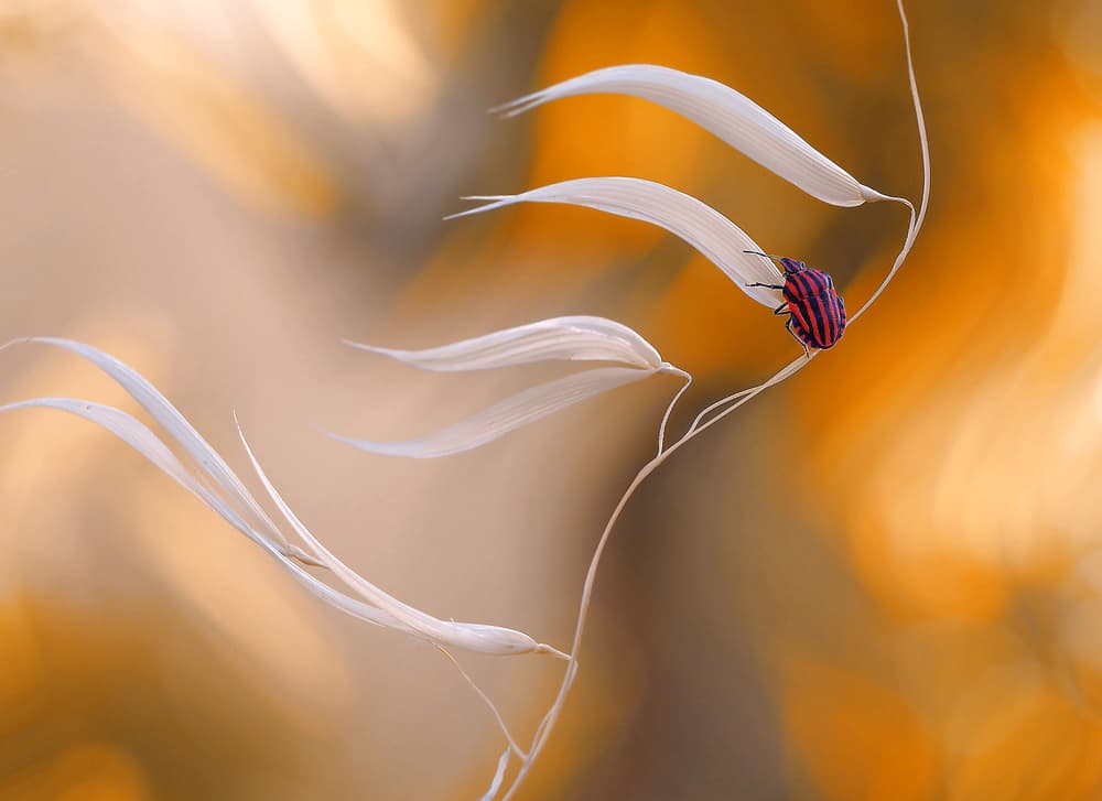 Striped Bug Autumn Light by Thierry Dufour — canvas wall art