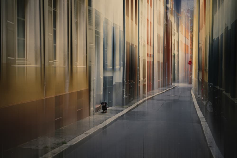 Dog on Blurred Street by Heike Willers — canvas wall art