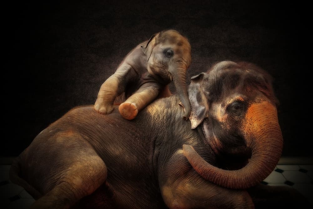 Gentle Elephant Family by Antje Wenner-Braun — canvas wall art