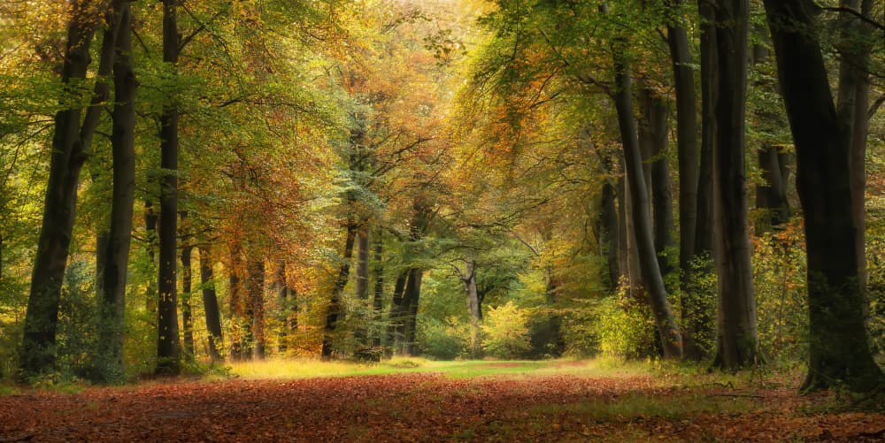 Golden Autumn Forest Path by Ria Groot Zevert — canvas wall art