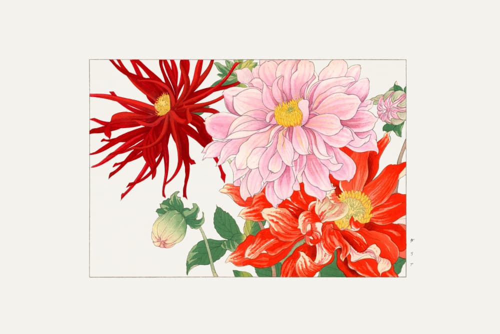 Dahlia Flower by Tanigami Konan — canvas wall art