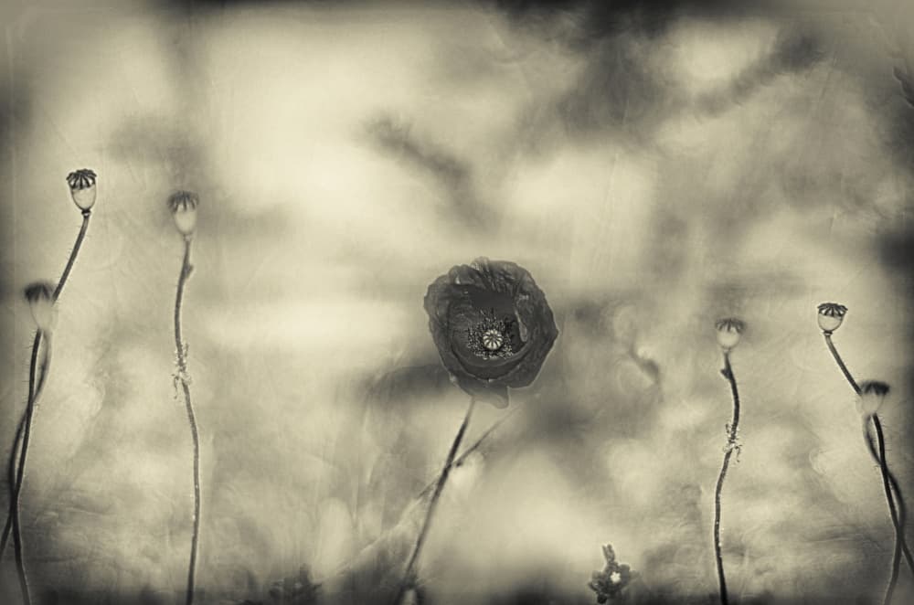 Faded Poppy Dream by Desislava Ignatova — canvas wall art