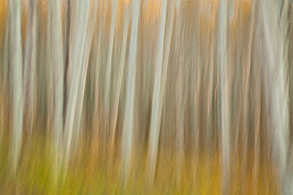 Abstract Autumn Forest by Linda D Lester — canvas wall art