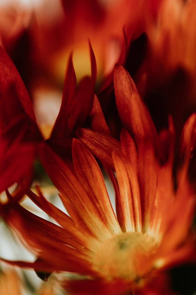 Glowing Orange Petals by Javier Pardina — canvas wall art
