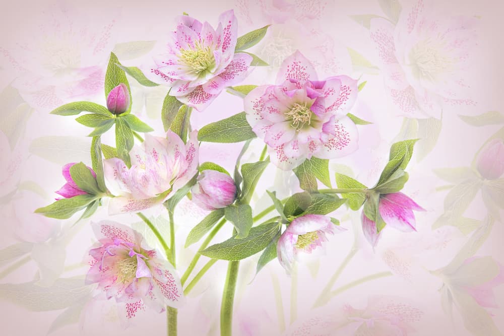 Delicate Pink Hellebores by Jacky Parker — canvas wall art