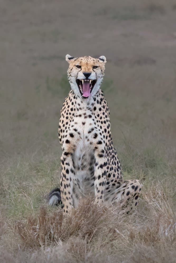 Yawning Cheetah Portrait by Sheila Xu — canvas wall art