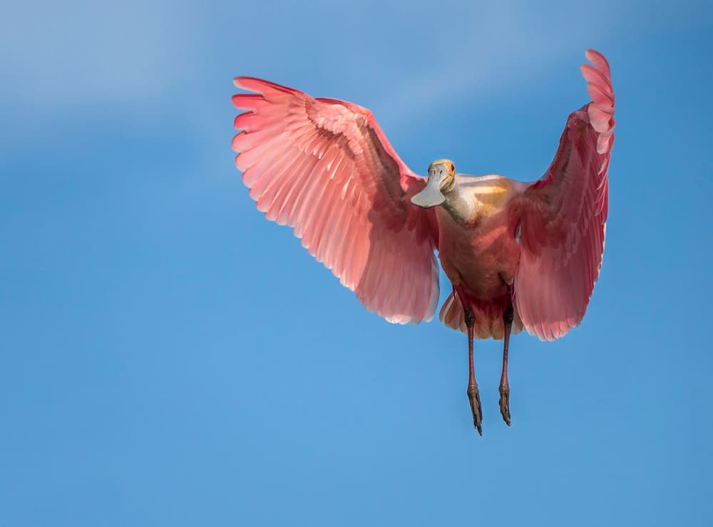 Flying Pink Spoonbill by Greg Barsh — canvas wall art