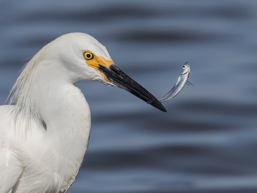 Snowy Egret Hunts Fish by Taksing (吉星高照) — canvas wall art