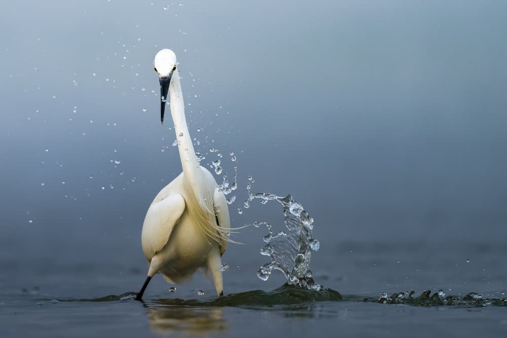 Elegant Egret Water Splash by Ahmed Sobhi — canvas wall art