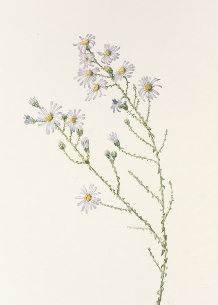 Pineland Aster From North American Wildflowers (1925) By Mary Vaux Walcott. by Mary Vaux Walcott — canvas wall art