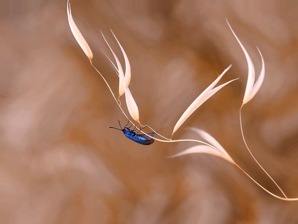 Blue Beetle On Dry Grass by Thierry Dufour — canvas wall art