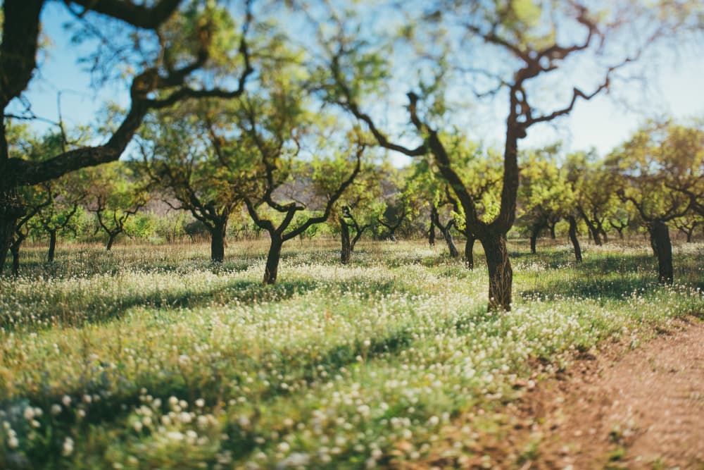 Peaceful Orchard Path by Javier Pardina — canvas wall art