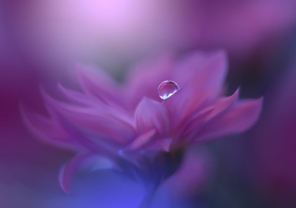 Delicate Purple Drop by Juliana Nan — canvas wall art