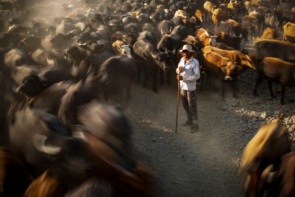 Herdsman with Moving Buffalo by Zühdü Bilgin — canvas wall art