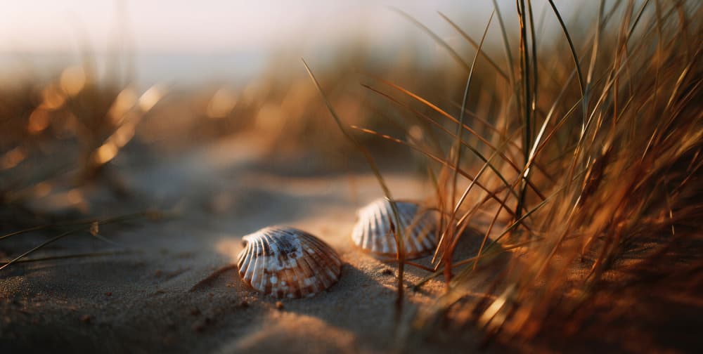 Golden Hour Seashells by Treechild — canvas wall art